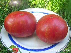 FIREBIRD SWEET DWARF (ГНОМ СЛАДКАЯ ЖАР-ПТИЦА)