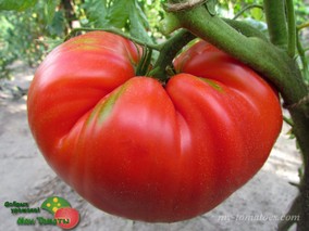 GEORGE DETSIKA'S ITALIAN RED (ИТАЛЬЯНСКИЙ КРАСНЫЙ ДЖОРЖА ДЕТСИКА)