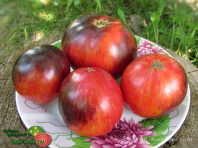 GONDWANA LIGHTING DWARF (ГНОМ ГОНДВАНА МОЛНИЯ)