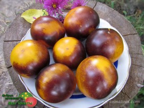 GONDWANA MOON DWARF (ГНОМ ГОНДВАНА ЛУНА)