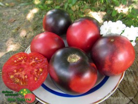 GONDWANA ROSE DWARF (ГНОМ ГОНДВАНА РОЗА)