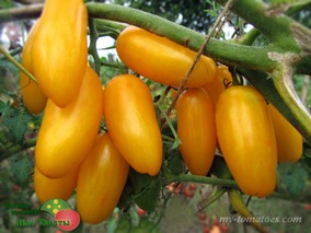 GULL CASADY/ SWEET GUL CASADY/ (СЛАДКИЙ КАСАДИ)