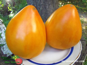 GELBER OCHSENHERZ (ЖЕЛТЫЙ ВОЛЫНЩИК)