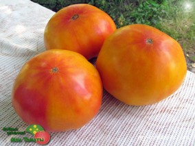 GERMAN STRIPED (НЕМЕЦКИЙ ПОЛОСАТЫЙ)