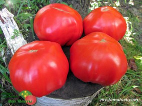 GIGANTE FARINA (ГИГАНТ ФАРИНА)