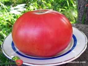 GORDO DE PATONES (ТОЛСТЯК ИЗ ПАТОНЕСА)