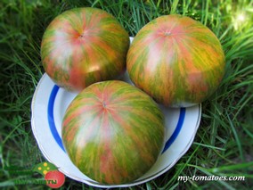 HARVARD SQUARE (ГАРВАРДСКИЙ СКВЕР)