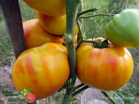 HONEY GIANT (МЕДОВЫЙ ГИГАНТ)