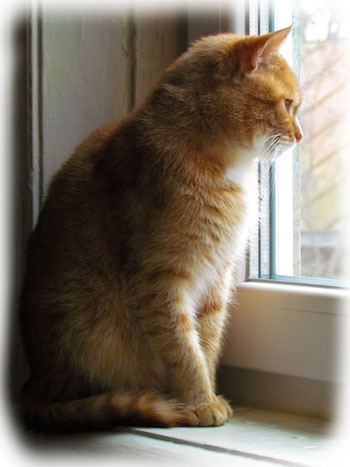 мой друг и помощник кот Капучино