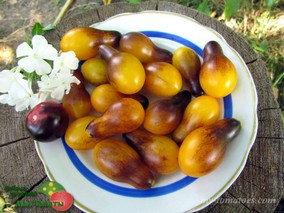 INDIGO PEAR DROPS (ГРУШЕВИДНЫЕ КАПЛИ ИНДИГО)