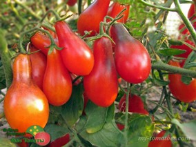 INDIGO PEAR DROPS PINK (ГРУШЕВИДНЫЕ КАПЛИ ИНДИГО РОЗОВЫЙ)