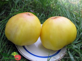 EVA YELLOW HEART (ЖЁЛТОЕ СЕРДЦЕ ЕВЫ)