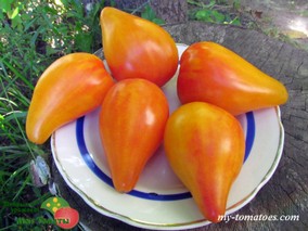 JSOLNER BICOLOR (ЖОЛНЕР БИКОЛОР)