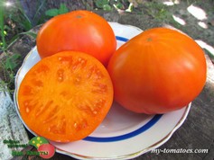 JUMBO JIM ORANGE (ДЖАМБО ДЖИМ ОРАНЖЕВЫЙ)