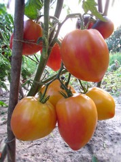 KOZULA 156 (КОЗУЛА 156)