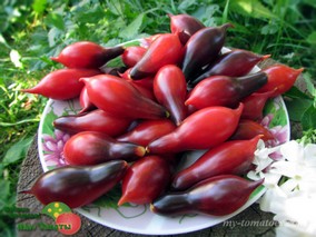 KUMQUAT PINK OPAL (КУМКВАТ РОЗОВЫЙ ОПАЛ)