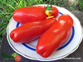 КАЗАНОВА