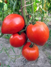 LINNIE’S OXHEART (ОКСХАРТ ЛИННИ)