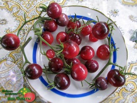 LINDHARD'S LILAC JEWEL (СИРЕНЕВОЕ СОКРОВИЩЕ ЛИНДХАРДА)