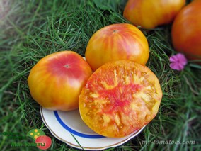 MANHATTAN BICOLOR (МАНХЕТЕН БИКОЛОР)