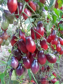 MÄRCHENFEE ( СКАЗОЧНАЯ ФЕЯ)