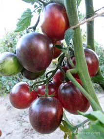 MÄRCHENGLANZ (СКАЗОЧНЫЙ БЛЕСК)