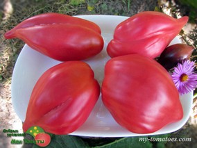 MARTHA'S HEART (СЕРДЦЕ МАРТЫ)