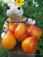 МИНУСИНСКИЙ ОРАНЖЕВЫЙ СЛОН