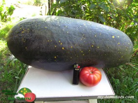 Арбуз MOON AND STARS RED (ЛУНА И ЗВЁЗДЫ КРАСНЫЙ)