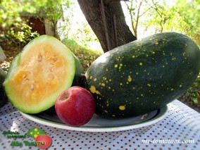 Арбуз MOON AND STARS YELOW (ЛУНА И ЗВЁЗДЫ, ЖЁЛТЫЙ)