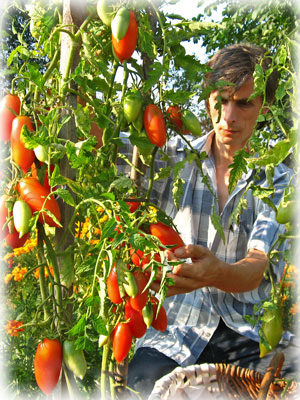 моё фото на томатной грядке