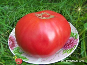 NAPA GIANT (ГИГАНТ НАПА)