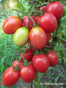 NICHOLS HEIRLOOM (СЕМЕЙНЫЙ НИКОЛС)