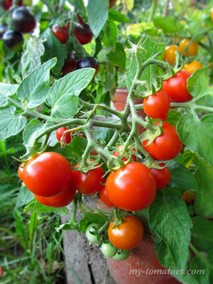 MICRODWARF NINA NEUTRON (Микрогном НИНА НЕЙТРОН)