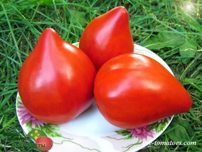 OCHENHEIS AUS OSTERREICA (СЕРДЦЕ АВСТРИИ)