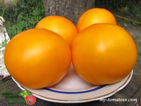 OLD WYANDOTTE (СТАРЫЙ ВАЙАНДОТ)