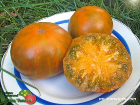 ORANGE GHABBANA (ОРАНЖЕВЫЙ ГАББАНА)