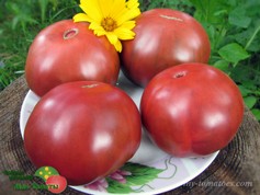 OWEN’S PURPLE (ПУРПУРНЫЙ ОУЭНА)