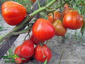 POMODORO DI SUORE E FRATI (ПОМИДОР МОНАХИНЬ И МОНАХОВ)