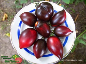 PASCAL DE PICARDIE (ПАСКАЛЬ ИЗ ПИКАРДИИ)