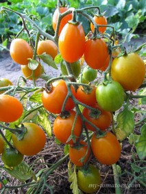 PENDULINA ORANGE Early (ПЕНДУЛИНА ОРАНЖЕВАЯ РАННЯЯ)