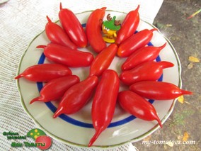 PIENNOLO LUNGO (ПИЕННОЛО ЛУНГО / ПИЕННОЛО ДЛИННЫЙ)