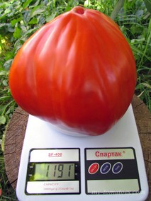 POMODORO CUORE ANTICO DI ACQUI TERME (СТАРИННЫЙ СЕРДЦЕВИДНЫЙ ИЗ АКВИ ТЕРМЕ)  1,2 кг