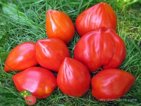 POMODORO CUORE ANTICO DI ACQUI TERME (СТАРИННЫЙ СЕРДЦЕВИДНЫЙ ИЗ АКВИ ТЕРМЕ) 