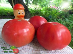 PRUDEN'S PURPLE (ПУРПУРНЫЙ ПРУДЕНСА)