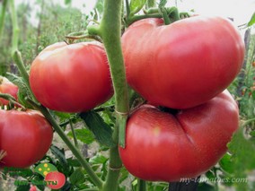 ROSA DE BARBASTRO (РОЗА ДЕ БАРБАСТРО /РОЗОВЫЙ ИЗ БАРАБАСТРО)