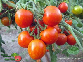 RUBY SLIPPERS (РУБИНОВЫЕ БАШМАЧКИ)