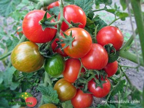 RUBY SLIPPERS-2 (РУБИНОВЫЕ БАШМАЧКИ-2)