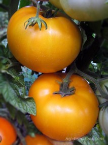 SEAN’S YELLOW DWARF (ЖЁЛТЫЙ КАРЛИК ШОНА)