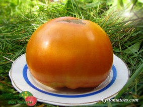 SWEET OZARK ORANGE (СЛАДКИЙ АПЕЛЬСИН ОЗАРКА)